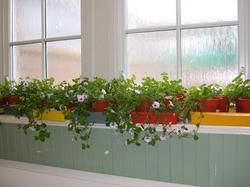 สวนกระถางในบ้าน