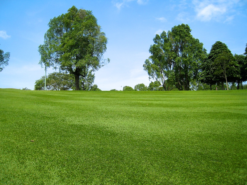 หญ้ามาเลเชีย