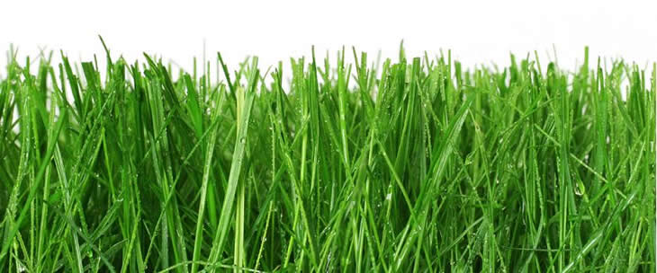 การปลูกหญ้า