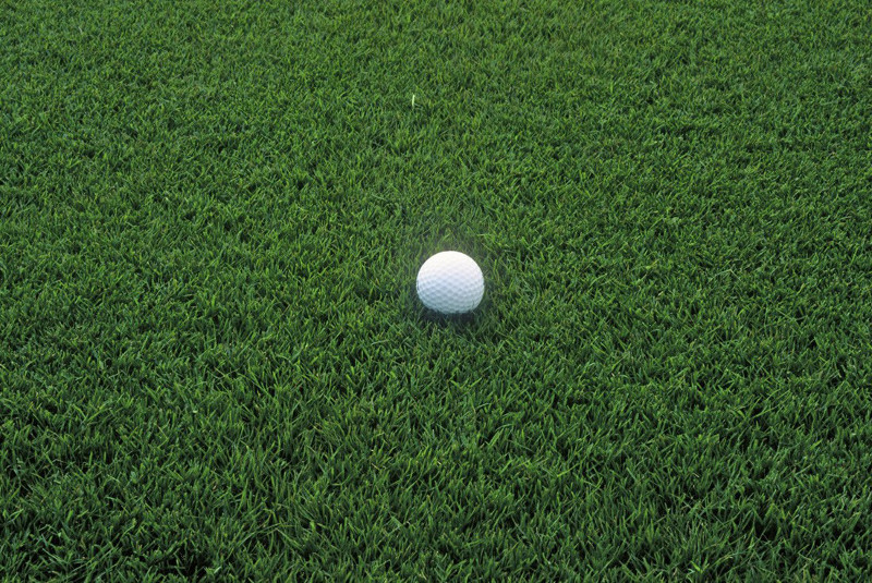 หญ้าฟลอริด้า