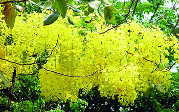 พรรณไม้