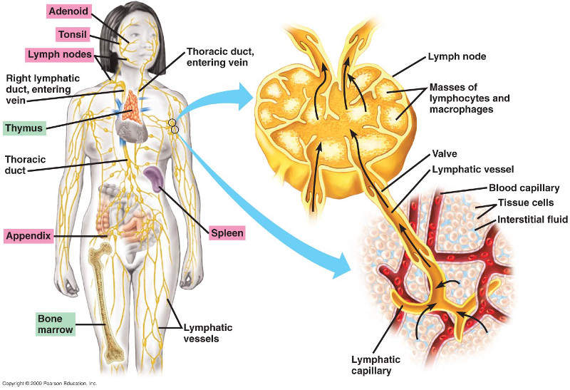 ภูมิต้านทานร่างกาย