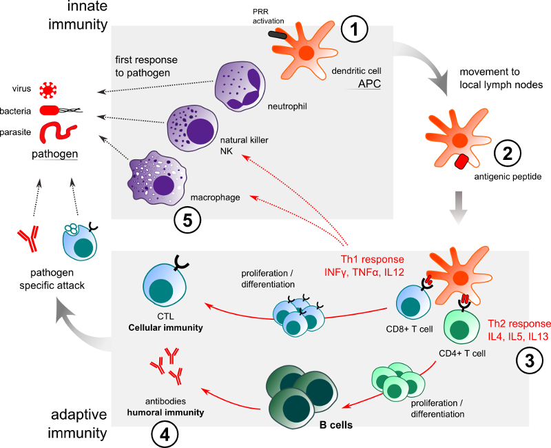 phagocytosis