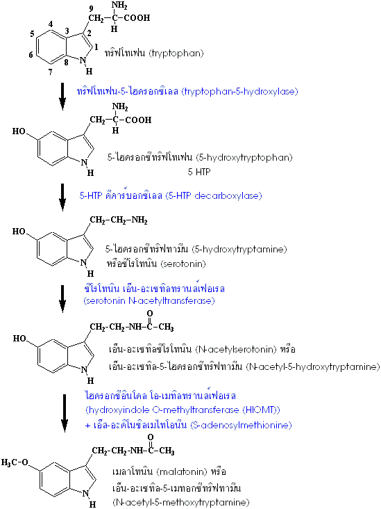 การสังเคราะห์เมลาโทนิน