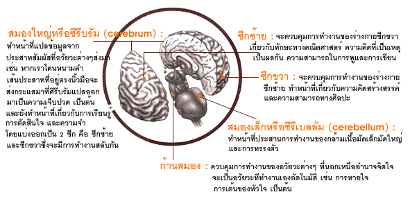 ped brain
